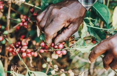Certified Organic Farm on 29-Acre in Mpigi District on Sale